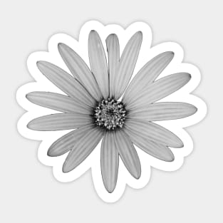 African Daisy Flower Black and White Sticker